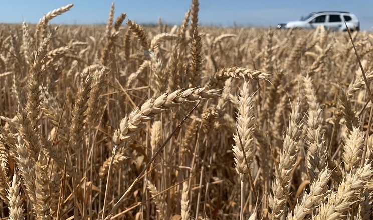 Головним лімітаційним чинником урожайності пшениці стали нерівномірні опади, – аграрій