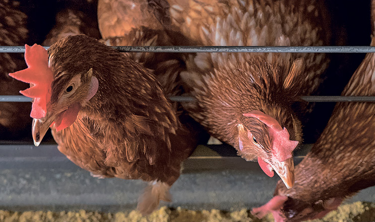 Про адаптацію птиці до теплового стресу, його наслідки й способи захисту стада