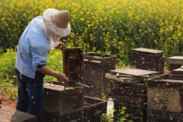 Херсонські бджолярі подають заяви на реєстрацію пасік