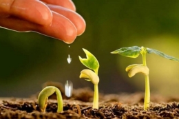 Науковець розповів, як збалансувати живлення сільгоспкультур