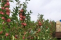 На Хмельниччині продають 2-гектарний яблуневий садок