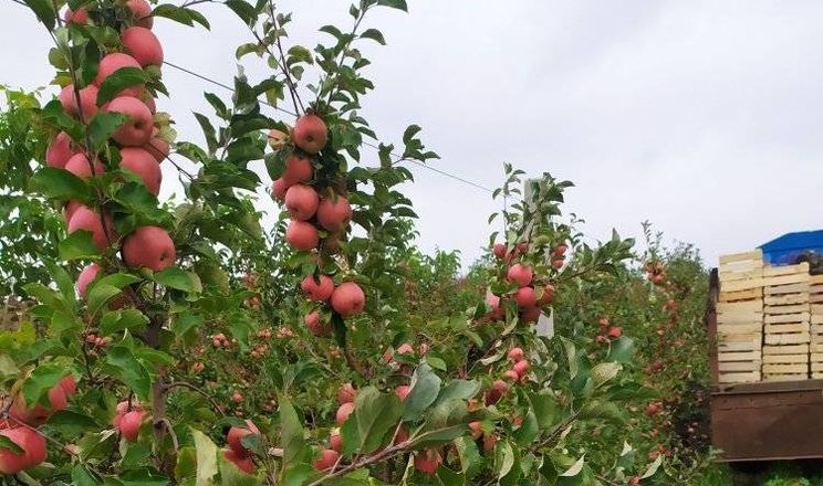 На Хмельниччині продають 2-гектарний яблуневий садок