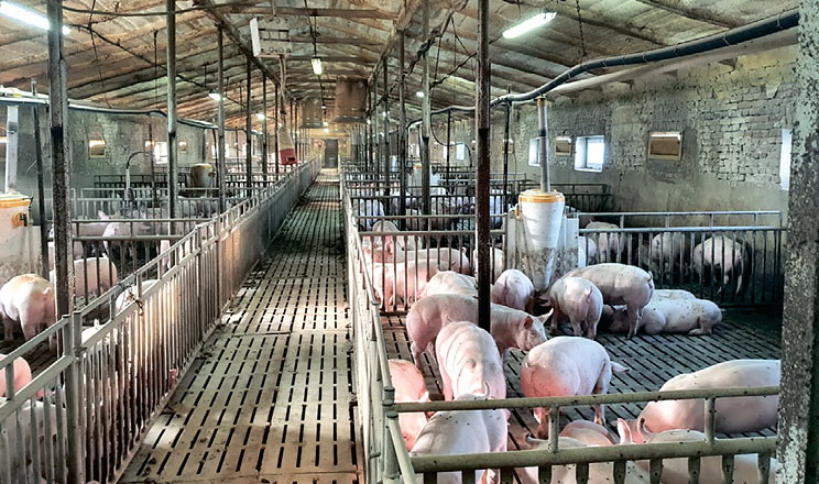 «Ланагропрод» після війни готовий нарощувати поголів’я свиней