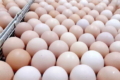 Чим загрожує вертикальне розташування інкубаційного яйця