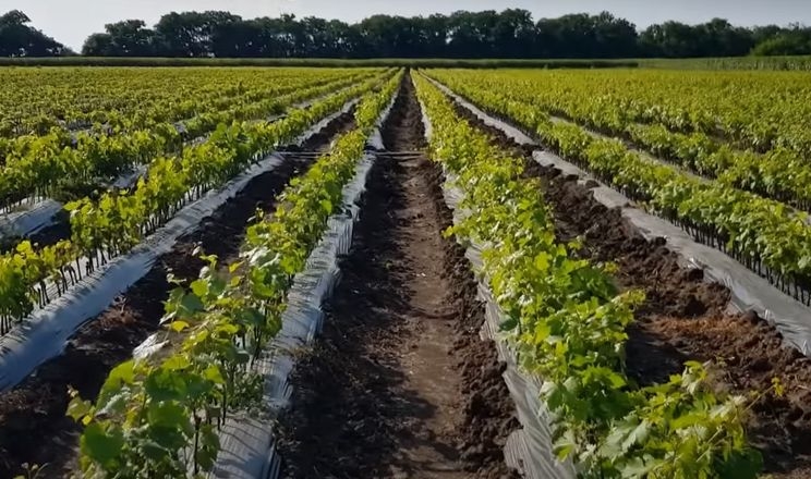 Молдовські виноградарі купують в Україні саджанці столових сортів