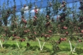 У «Аграна Фрут Лука» розповіли, як підбиратимуть сорти яблук
