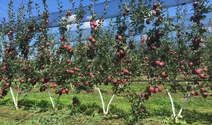 У «Аграна Фрут Лука» розповіли, як підбиратимуть сорти яблук