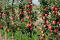 Дослідники розрахували рентабельність саду колоноподібних яблунь