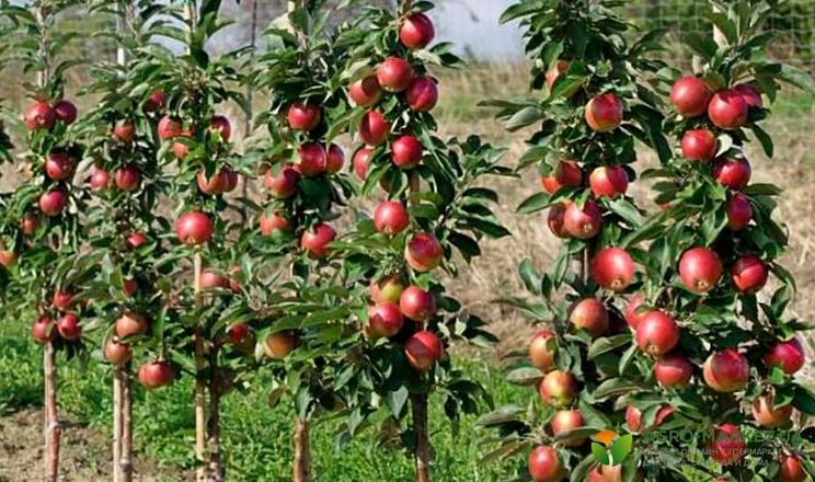 Сад колоноподібних яблунь окуповується на четвертий рік