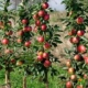 Консультант застеріг щодо регуляторів росту на яблунях 