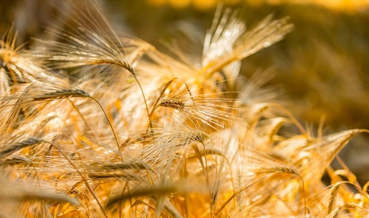 Дощі під час дозрівання зерна є однією з причин недобору врожаю зернових