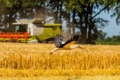 Українські аграрії вже зібрали 3,6 млн тонн зерна нового врожаю