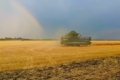 Жнива-2023: В Україні зібрано 46,7 млн тонн нового врожаю