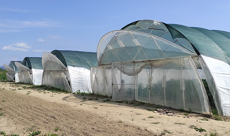 Очільники агропромислової групи Agro Glory Time створили на Закарпатті тепличний комплекс та інвестують у нього через токен AGTI