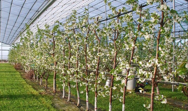 Суперструнке веретено дозволяє посадити 5 тис. дерев черешні на гектар