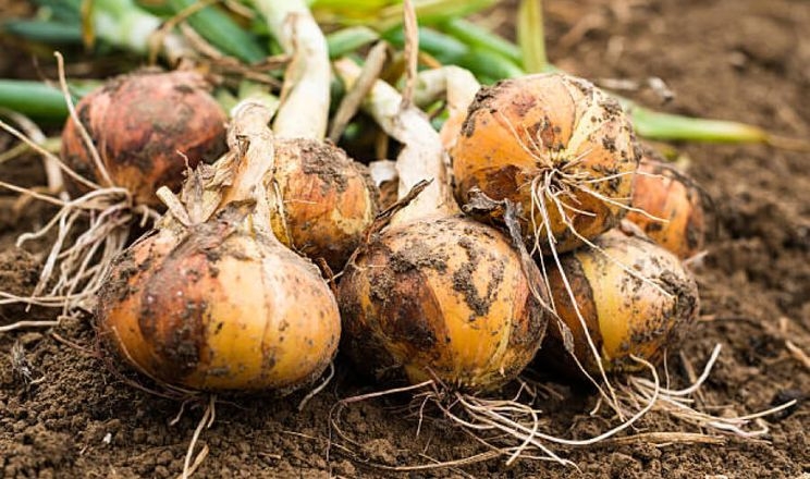 Після релокації на Тернопільщину «Севен Філдз Фарм» вирощує цибулю, моркву та огірки