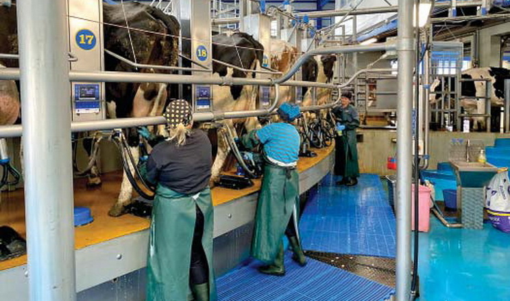 «Бучачагрохлібпром» планує доїти до 40 л молока на день від корови