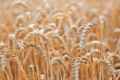 Найвищу врожайність пшениці в СВК «Родина» на Одещині отримали після гороху