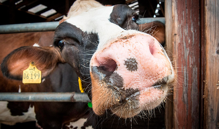Усунення запалення у корів транзитної групи сприяє скороченню виробничих витрат і підвищенню надоїв молока
