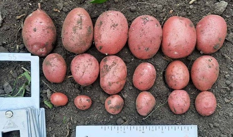 Сорт картоплі нового покоління показали в Україні