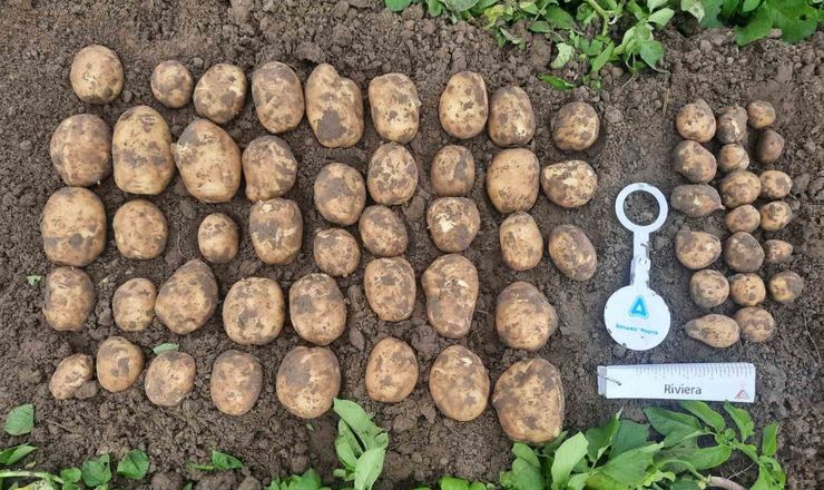 На Чернігівщині показали урожай картоплі з якісного насіння