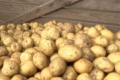 Найбільший виробник картоплі почав продавати насіннєвий матеріал