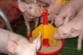 Ціни на комбікорми для свиней знизились на 19-32%