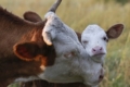 Тепловий стрес, пережитий коровою, позначиться і на майбутньому поголів’ї