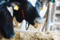 Корови з ознаками кетозу після отелення мають триваліший сервіс-період