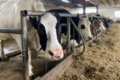 Стратегії годівлі корів для запобігання гіпокальціємії не застосовують одночасно