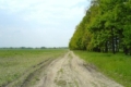 «Агродім» на Кіровоградщині насаджує лісосмуги для збереження вологи