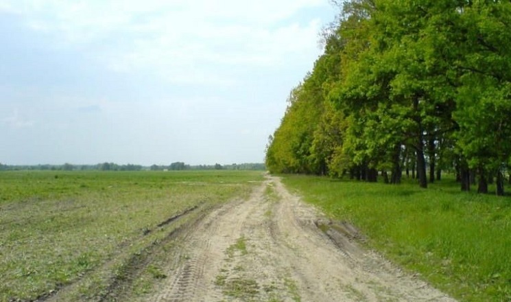 «Агродім» на Кіровоградщині насаджує лісосмуги для збереження вологи
