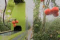 Робот-збирач здатен відрізняти стиглі томати
