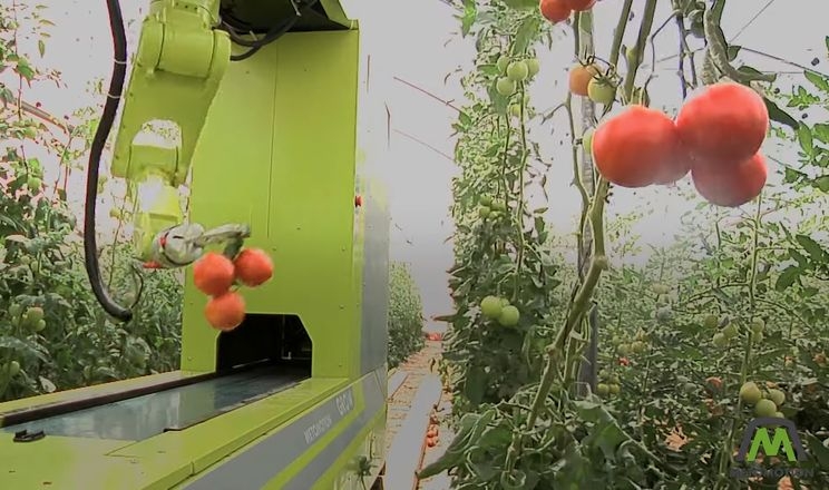 Робот-збирач здатен відрізняти стиглі томати
