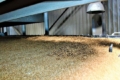Насіннєві лінії «Астарти» заготовили 4350 тонн насіння озимої пшениці