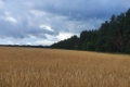 HarvEast Holding зібрав озиме жито з експериментального поля на Київщині