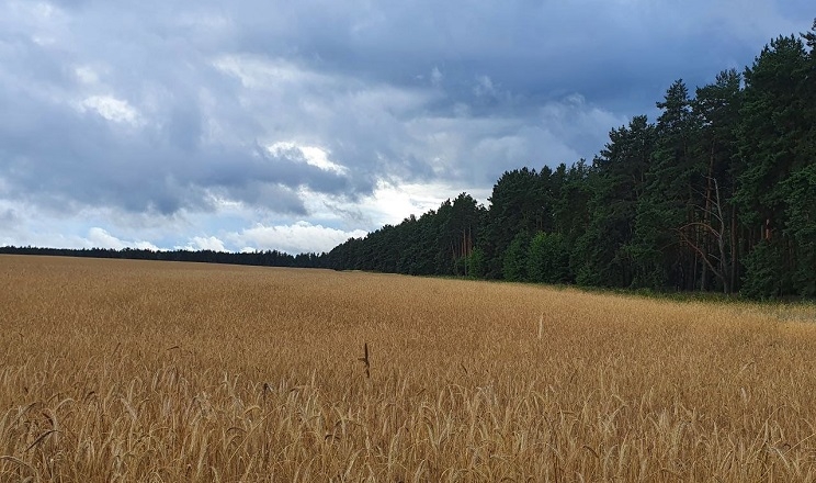 HarvEast Holding зібрав озиме жито з експериментального поля на Київщині