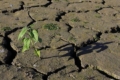 Посуха та суховії на півдні зумовили зниження врожайності