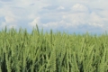 Компанія ДСВ представляє українському ринку новий сорт озимої пшениці – ЕМБЛЕМ