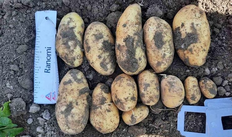 На Волині урожай картоплі щодня наростав на 1 т/га