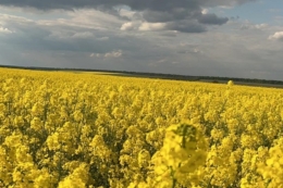 Українські фермери не поспішають контрактувати ріпак нового урожаю