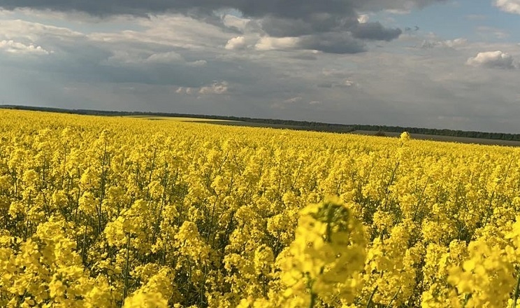 Українські фермери не поспішають контрактувати ріпак нового урожаю