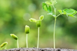 Як забезпечити фосфорне живлення рослин вчасно