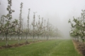 На Одещині «Бонелет» висадить 11 га яблунево-грушевого саду