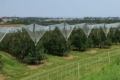 Буковинський фермер вкладе 536 тис. грн гранту в яблуневий сад з сіткою