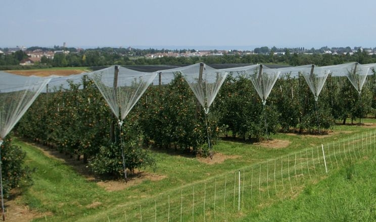 Буковинський фермер вкладе 536 тис. грн гранту в яблуневий сад з сіткою