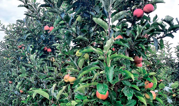 Що не встигли зробити садівники цього сезону та як уникнути помилок у майбутньому