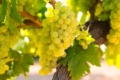 Підживлення та обробка покращують зберігання винограду