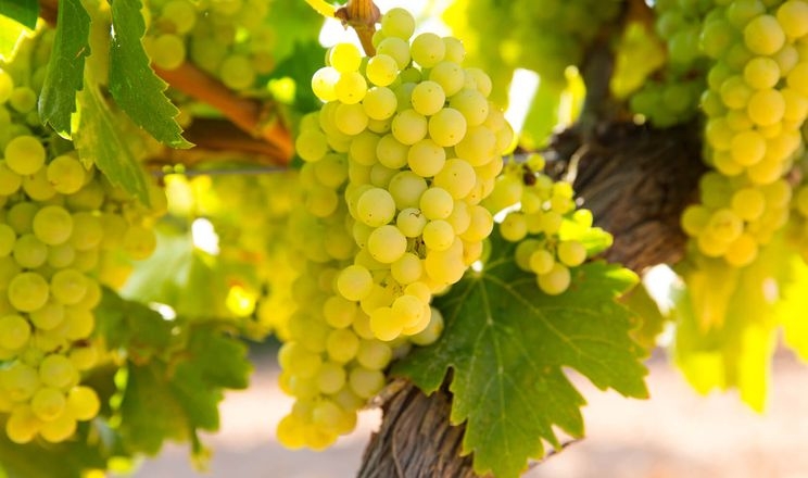 Підживлення та обробка покращують зберігання винограду