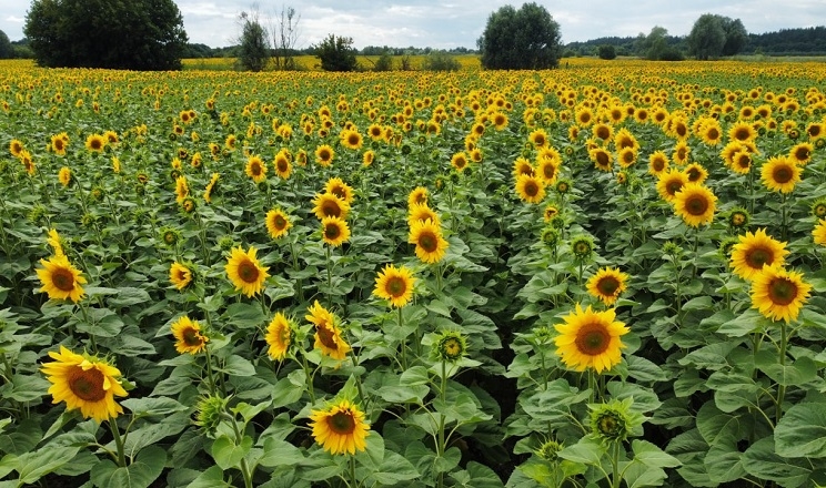 Як на урожайність соняшнику впливають агрокліматичні умови під час цвітіння